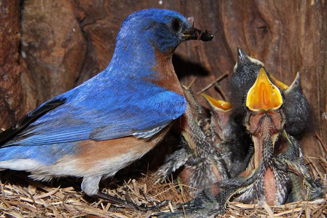 Eastern Bluebirds